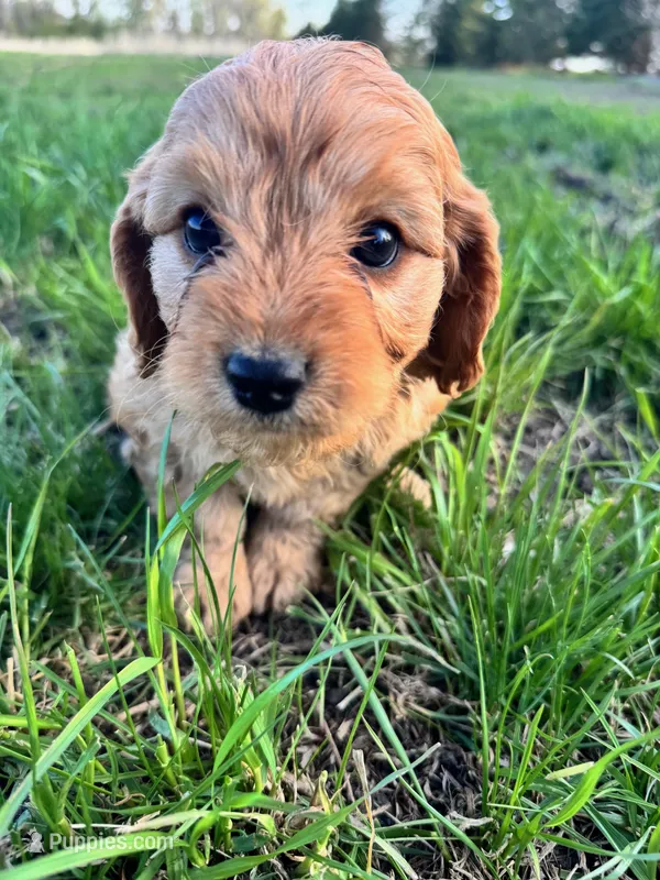 Tulip – Cavapoo puppy for sale in Lake Lillian, MN