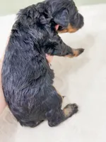 Aladdin , a male Bernedoodle for sale in Lake Lillian, MN – 2 of 3