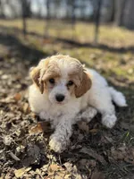 Hector AKC , a male Poodle - Miniature  for sale in Lake Lillian, MN – Photo 1 of 6