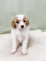 Hector AKC , a male Poodle - Miniature  for sale in Lake Lillian, MN – Photo 3 of 6