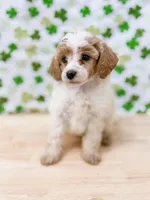 Hector AKC , a male Poodle - Miniature  for sale in Lake Lillian, MN – Photo 2 of 6