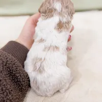 Hector AKC , a male Poodle - Miniature  for sale in Lake Lillian, MN – Photo 3 of 3