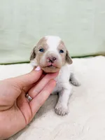 Hector , a male Poodle - Miniature  for sale in Lake Lillian, MN – Photo 1 of 2