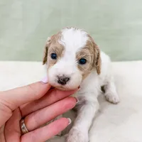Hector AKC , a male Poodle - Miniature  for sale in Lake Lillian, MN – Photo 1 of 3