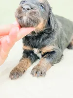 Charming , a male Bernedoodle for sale in Lake Lillian, MN – 3 of 3