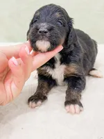 Eric , a male Bernedoodle for sale in Lake Lillian, MN – 2 of 3