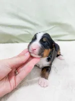 Toby, a male Bernese Mountain Dog for sale in Lake Lillian, MN – Photo 5 of 5