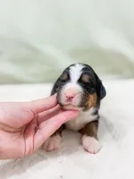 Toby, a male Bernese Mountain Dog for sale in Lake Lillian, MN – Photo 4 of 5