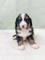 Toby, a male Bernese Mountain Dog for sale in Lake Lillian, MN – Photo 2 of 5