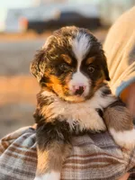 Toby, a male Bernese Mountain Dog for sale in Lake Lillian, MN – Photo 1 of 5