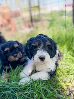 Rain, a male Cavapoo for sale in Lake Lillian, MN – 1 of 6