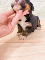 Walleye , a male Bernese Mountain Dog for sale in Lake Lillian, MN – 2 of 2