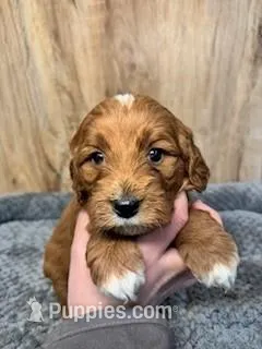 Daisy – Cavapoo puppy for sale in Lake Lillian, MN