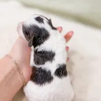 Monica AKC, a female Poodle - Miniature  for sale in Lake Lillian, MN – Photo 6 of 8