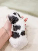 Monica AKC, a female Poodle - Miniature  for sale in Lake Lillian, MN – Photo 3 of 4