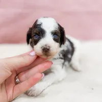 Monica AKC, a female Poodle - Miniature  for sale in Lake Lillian, MN – Photo 4 of 8