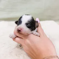 Monica AKC, a female Poodle - Miniature  for sale in Lake Lillian, MN – Photo 5 of 8