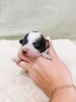 Monica AKC, a female Poodle - Miniature  for sale in Lake Lillian, MN – Photo 2 of 4