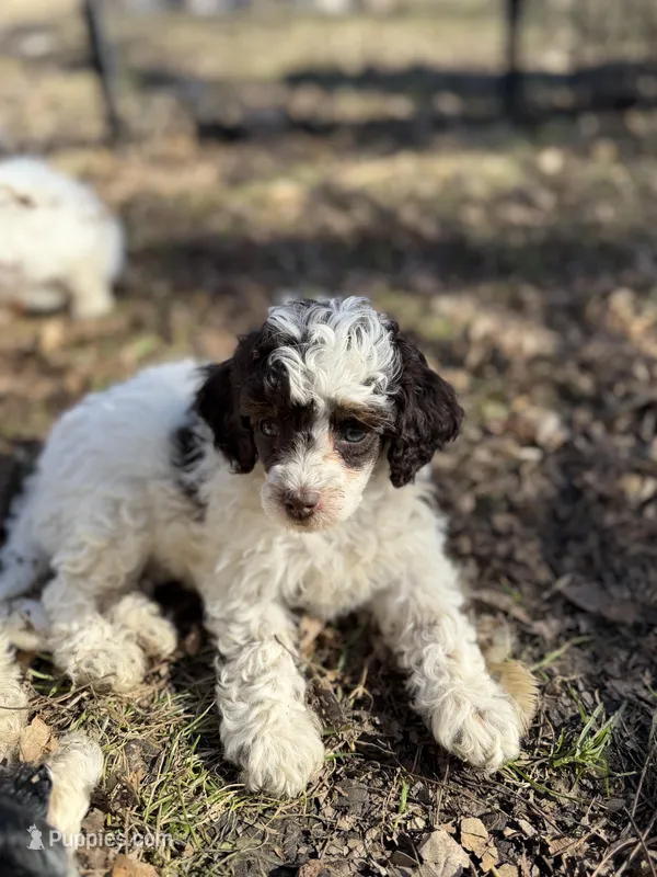 Monica AKC – Poodle - Miniature  puppy for sale in Lake Lillian, MN