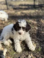 Monica AKC, a female Poodle - Miniature  for sale in Lake Lillian, MN – Photo 1 of 8