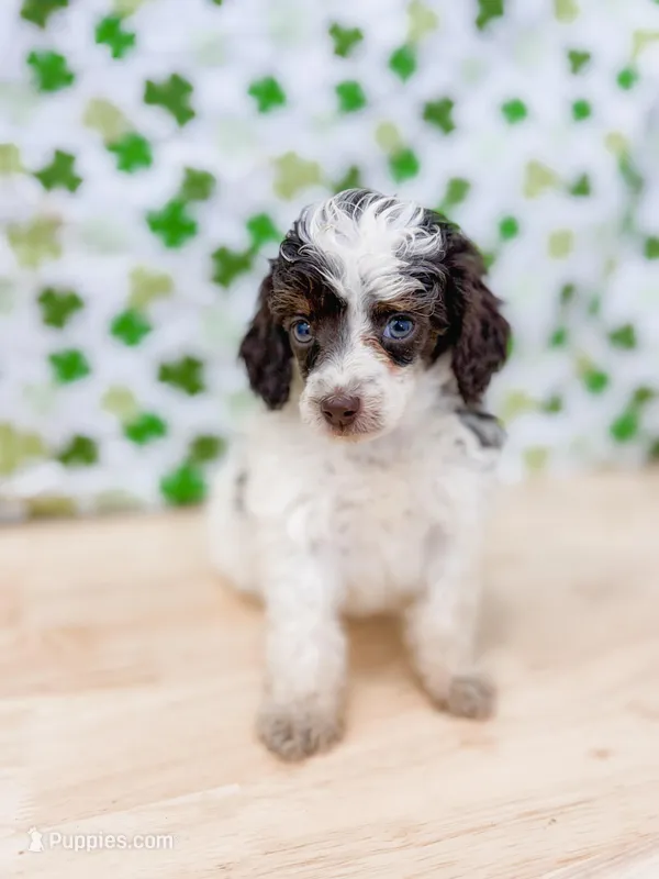 Monica AKC – Poodle - Miniature  puppy for sale in Lake Lillian, MN