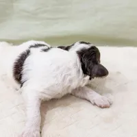 Monica AKC, a female Poodle - Miniature  for sale in Lake Lillian, MN – Photo 8 of 8