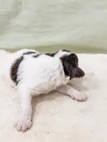 Monica AKC, a female Poodle - Miniature  for sale in Lake Lillian, MN – Photo 4 of 4