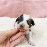 Monica AKC, a female Poodle - Miniature  for sale in Lake Lillian, MN – Photo 7 of 8