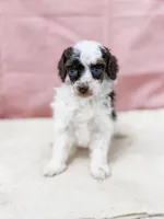 Monica AKC, a female Poodle - Miniature  for sale in Lake Lillian, MN – Photo 3 of 8
