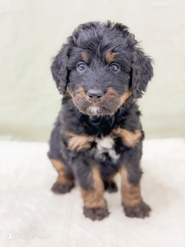 Charming  – Bernedoodle puppy for sale in Lake Lillian, MN