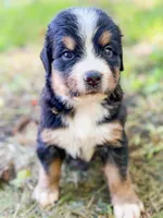 Crappie , a male Bernese Mountain Dog for sale in Lake Lillian, MN – 2 of 4
