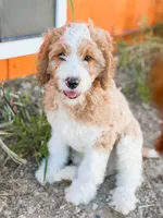 Beast, a male Cavapoo for sale in Lake Lillian, MN – 1 of 3
