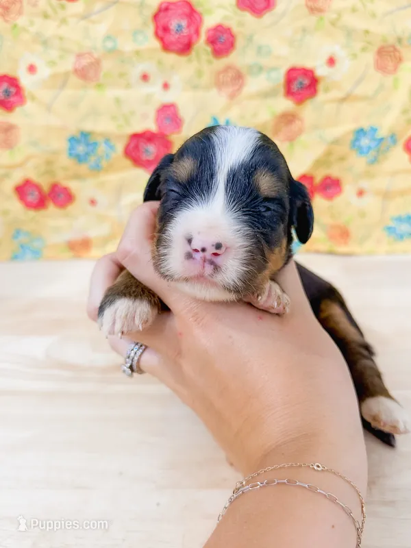 Star – Bernese Mountain Dog puppy for sale in Lake Lillian, MN