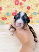 Star, a female Bernese Mountain Dog for sale in Lake Lillian, MN – 1 of 2