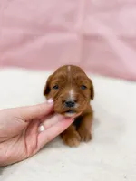 Michelle , a female Cavapoo for sale in Lake Lillian, MN – Photo 1 of 4