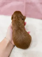 Michelle , a female Cavapoo for sale in Lake Lillian, MN – Photo 3 of 4