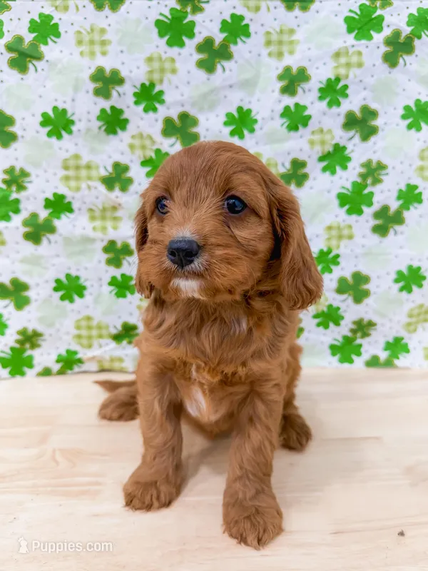 Michelle  – Cavapoo puppy for sale in Lake Lillian, MN