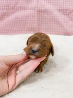 Michelle , a female Cavapoo for sale in Lake Lillian, MN – Photo 2 of 4