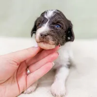 Roman AKC , a male Poodle - Miniature  for sale in Lake Lillian, MN – Photo 1 of 3