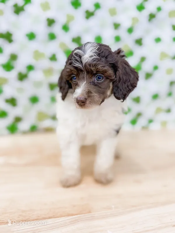 Roman AKC  – Poodle - Miniature  puppy for sale in Lake Lillian, MN