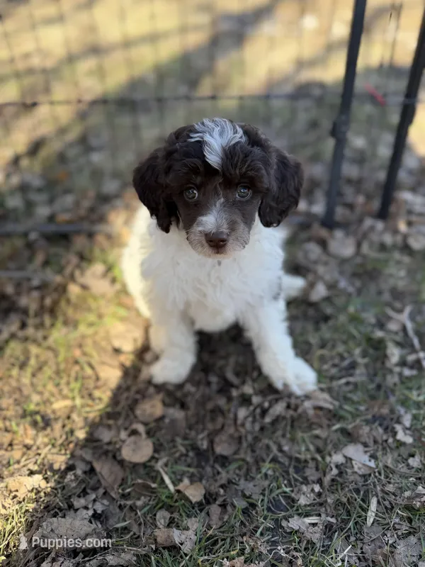 Roman AKC  – Poodle - Miniature  puppy for sale in Lake Lillian, MN