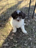 Roman AKC , a male Poodle - Miniature  for sale in Lake Lillian, MN – Photo 1 of 6