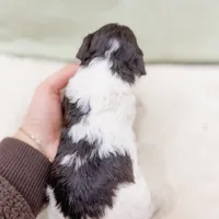 Roman AKC , a male Poodle - Miniature  for sale in Lake Lillian, MN – Photo 3 of 3