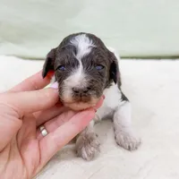 Roman AKC , a male Poodle - Miniature  for sale in Lake Lillian, MN – Photo 2 of 3