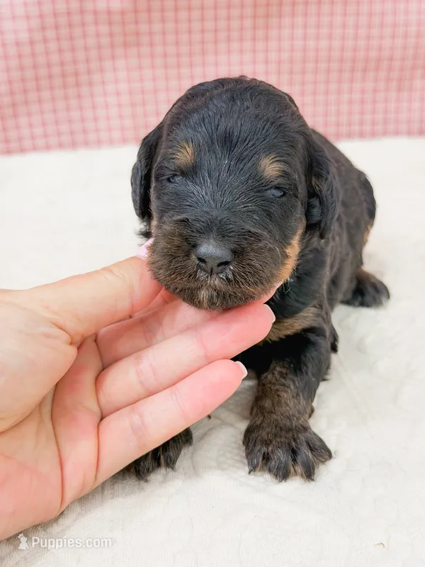 Ariel  – Bernedoodle puppy for sale in Lake Lillian, MN
