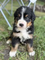 Sunny, a male Bernese Mountain Dog for sale in Lake Lillian, MN – 1 of 4