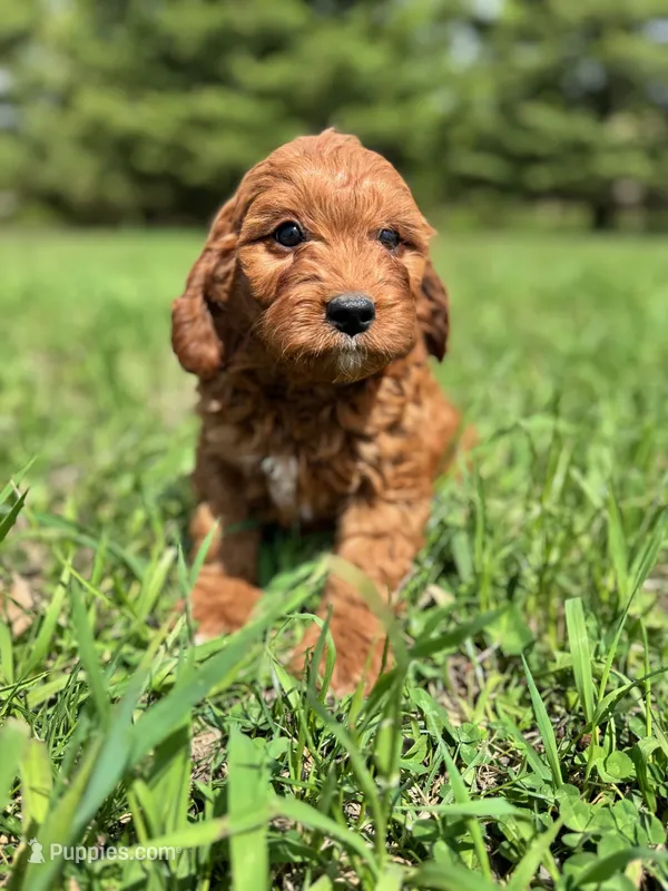 Oak – Cavapoo puppy for sale in Lake Lillian, MN