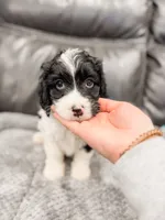 Holly, a female Cavapoo for sale in Lake Lillian, MN – Photo 1 of 4