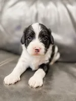 Holly, a female Cavapoo for sale in Lake Lillian, MN – Photo 4 of 4