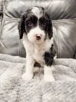 Holly, a female Cavapoo for sale in Lake Lillian, MN – Photo 2 of 4